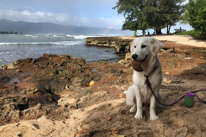 Group Surf Lessons for beginners on the North Shore of Oahu - Who This Lesson Suits Best