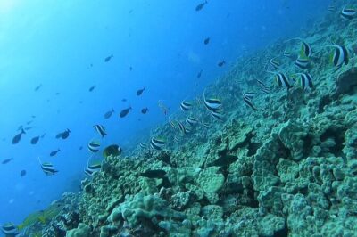 Guided Snorkel Tour for Beginners in Honolulu - Shore-based reef snorkeling with 20+ fish you can actually spot