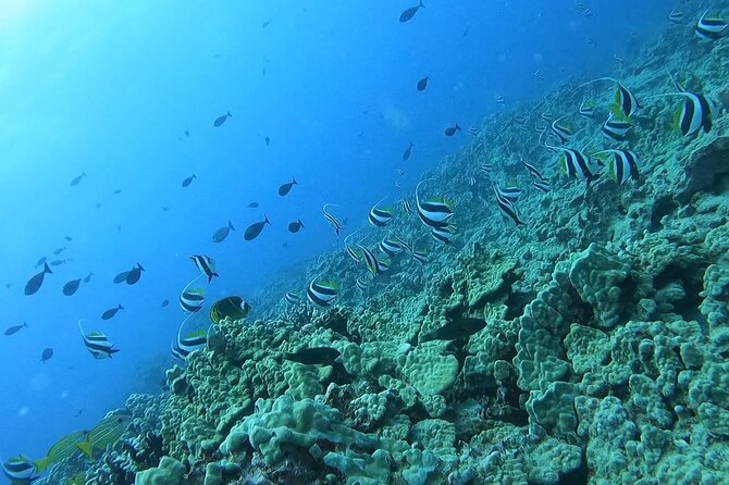 Guided Snorkel Tour for Beginners in Honolulu - Shore-based reef snorkeling with 20+ fish you can actually spot