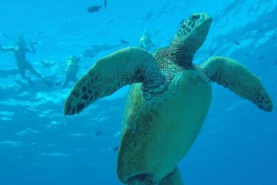 Hanauma Bay Guided Snorkel Tour (with guaranteed entrance time) - The shore-only setup: no boats, just the reef