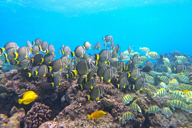 Hanauma Bay Guided Snorkel Tour (with guaranteed entrance time) - Gear included: what’s helpful and what to bring anyway