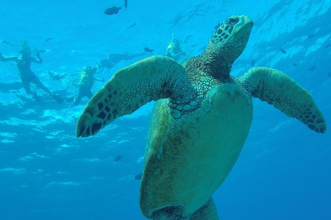 Hanauma Bay Guided Snorkel Tour (with guaranteed entrance time) - The shore-only setup: no boats, just the reef