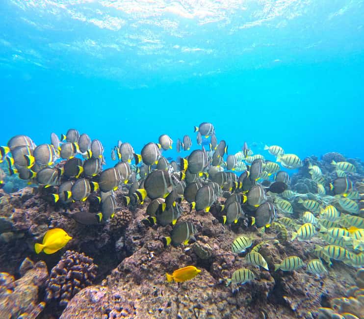 Hanauma Bay Guided Snorkel Tour with guaranteed entrance - After the snorkel: how to use your extra time at Hanauma Bay