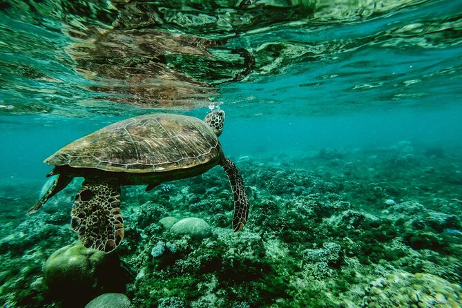 Hanauma Bay Snorkel - The entrance video and conservation rules before you swim