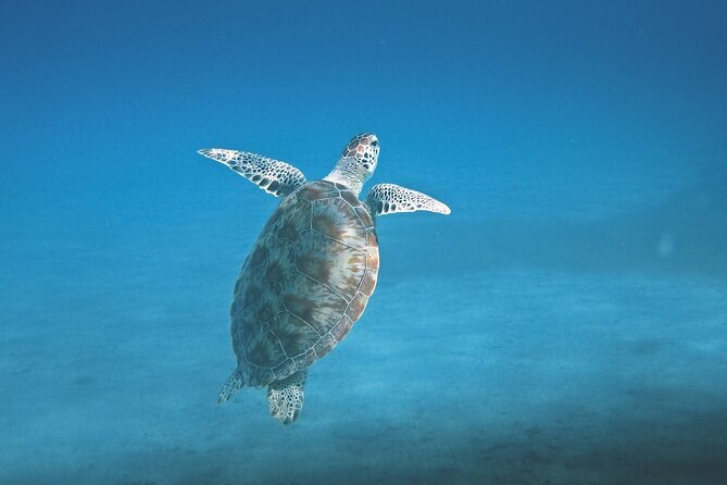 Hanauma Bay Snorkel - Beach time and views: more than just the underwater show