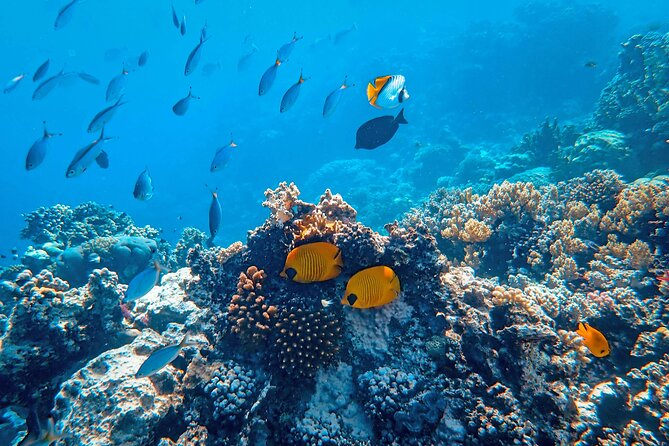 Hanauma Bay Snorkel - Who should book this Hanauma Bay snorkel tour