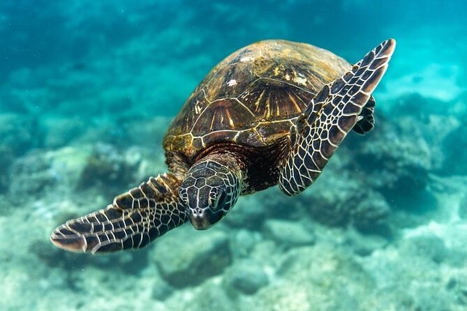 Hawaii DISCOVER Beginner + Certified 2 Tank Shallow Scuba Diving - Two sessions, two chances: how the day usually unfolds