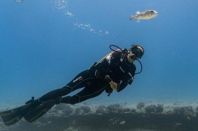 Hawaii DISCOVER Beginner + Certified 2 Tank Shallow Scuba Diving - What you can see near Oahu’s reefs (and why it matters for first-timers)