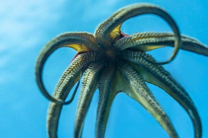 Hawaii DISCOVER Beginner + Certified 2 Tank Shallow Scuba Diving - Safety rules you should take seriously (not just skim)