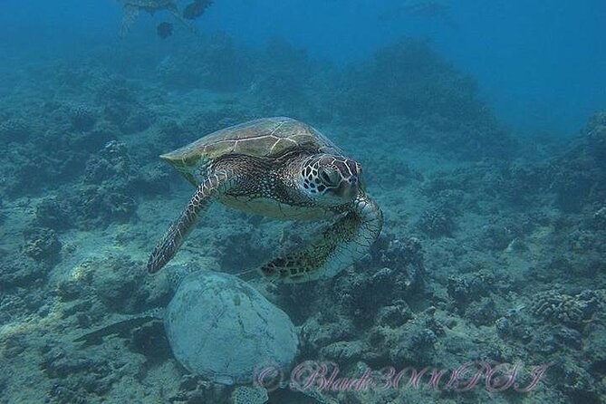 Hawaii DISCOVER Beginner + Certified 2 Tank Shallow Scuba Diving - Hotel transfers and Waikiki-area logistics that keep the day sane