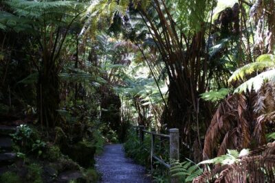 Hawaii Volcanoes National Park Experience From the Big Island - Manuka State Wayside Park: A Quiet 2-Mile Nature Trail Break