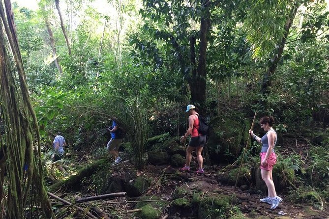 Hawaiian Waterfall Hike - What you’ll actually see in the Ko‘olau rainforest