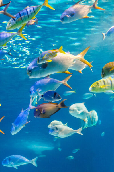 Honolulu: Glass Bottom Boat Tour along Oahu's South Shore - The underwater show: reefs, shipwreck, and the animals you can actually spot