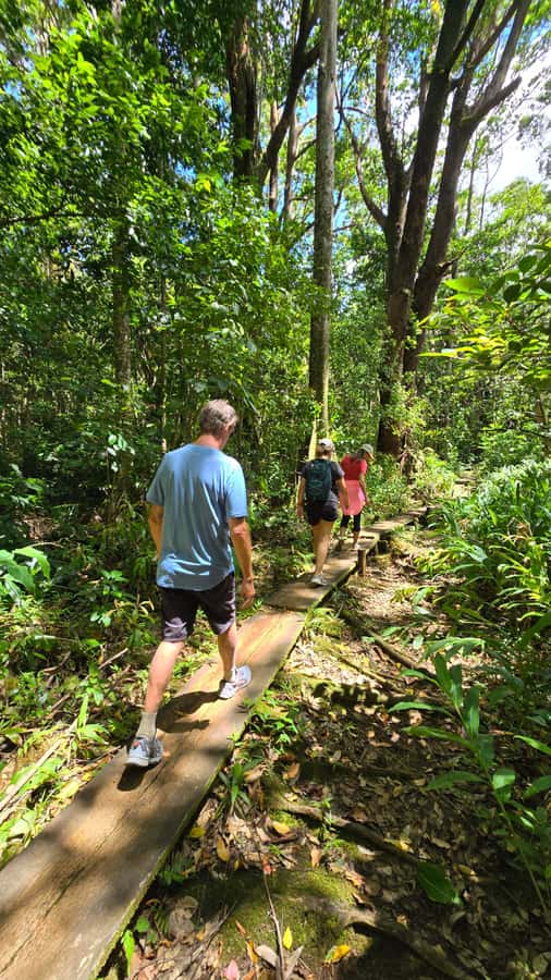 Honolulu: Hawaiian Volcanic Rainforest Hike - Stepping Into the Ko’olau Slopes Without Feeling Like a Trekker