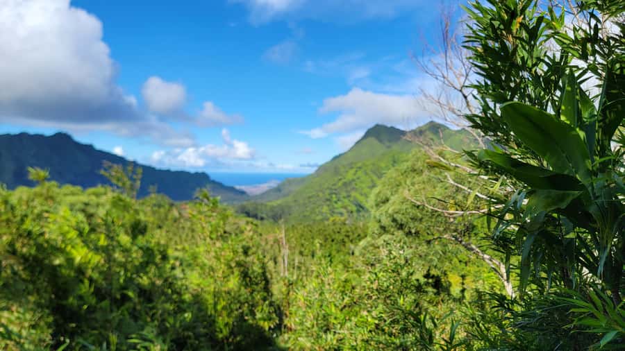 Honolulu: Hawaiian Volcanic Rainforest Hike - Rainforest Plants and Volcano Logic: What the Guide Helps You Notice