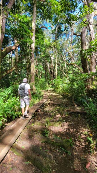 Honolulu: Hawaiian Volcanic Rainforest Hike - The 3-Hour Rhythm: Pickup, Rain Prep, and a Steady Climb
