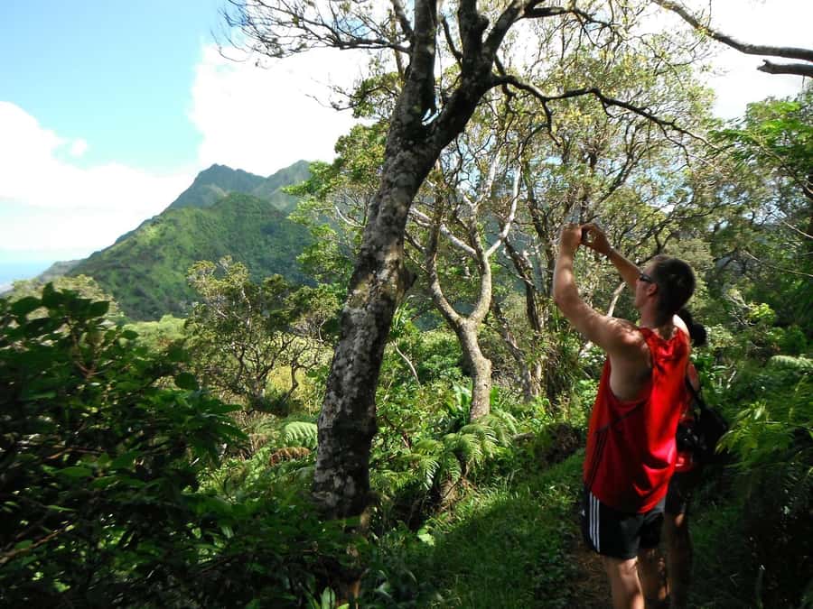 Honolulu: Hawaiian Volcanic Rainforest Hike - The View Stops That Change How You Think About O’ahu