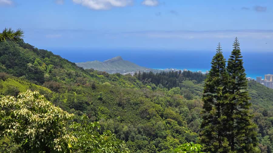 Honolulu: Hawaiian Volcanic Rainforest Hike - Price and Value: Is $90 a Fair Deal for This Experience?