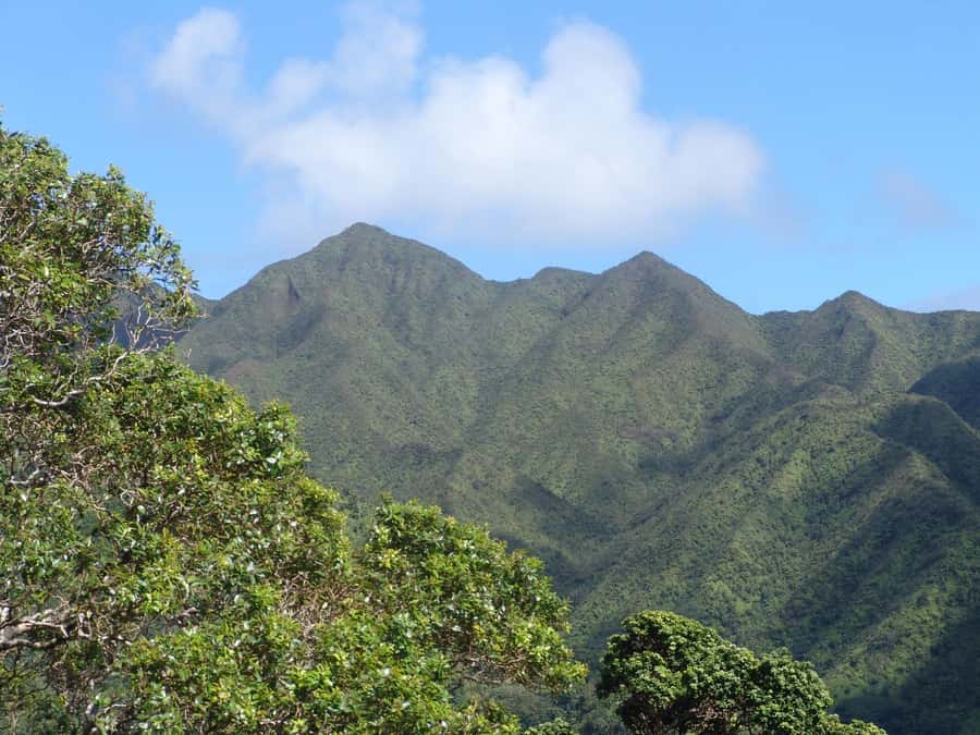 Honolulu: Hawaiian Volcanic Rainforest Hike - Who This Hike Fits Best (and Who Should Skip It)