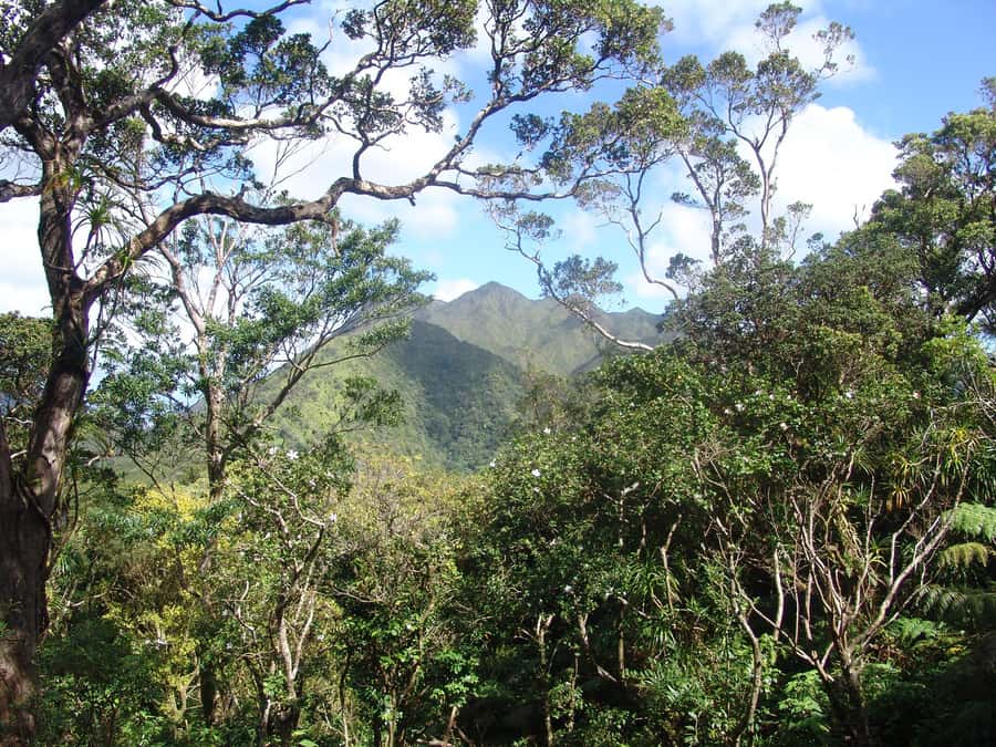 Honolulu: Hawaiian Volcanic Rainforest Hike - What to Expect Day-Of: Weather, Pace, and Photo Moments
