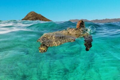 Kailua 2-Hour Guided Kayaking Excursion, Oahu - Paddling Kailua Bay: Ko’olau Views, Clear Instruction, and Turtle Watch