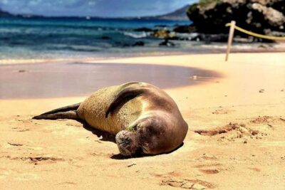 Kailua Bay, Oahu: Epic Kayak and Snorkel to Islands - Meeting point and morning flow: the part that makes or breaks the day