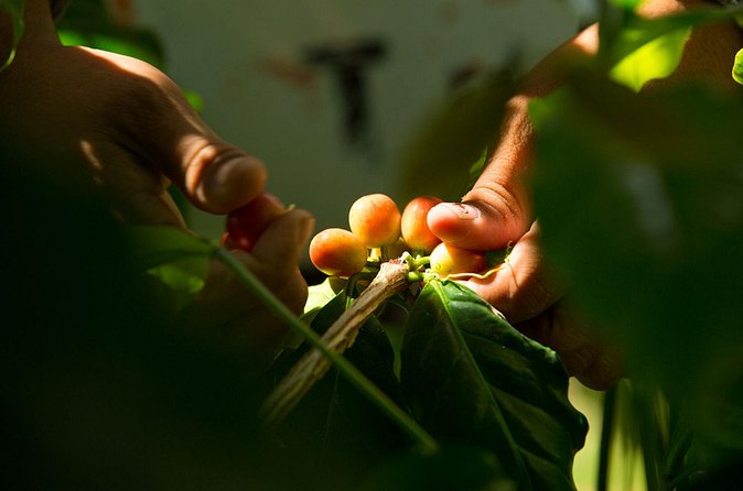 Kona Coffee Tasting: A Farm to Cup Experience - Fermentation, Drying, Roasting: What You Learn and Why It Matters