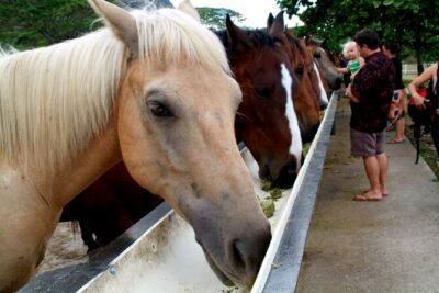 Kualoa Ranch - Horseback Walking Tour - Kanehoalani Mountain views and the film-set factor