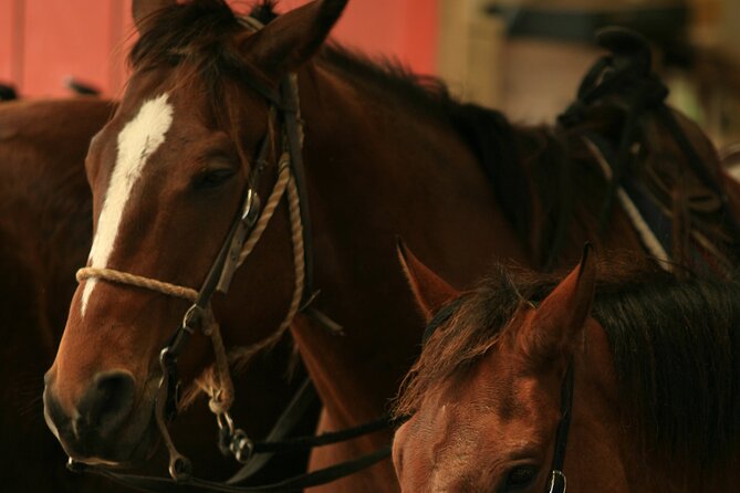 Kualoa Ranch - Horseback Walking Tour - Who this horseback walking tour fits best