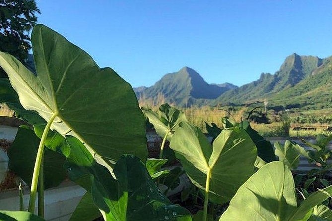 Kualoa Ranch - Kualoa Grown Tour - Orchards, tropical fruit picking, and tasting while you walk the working land