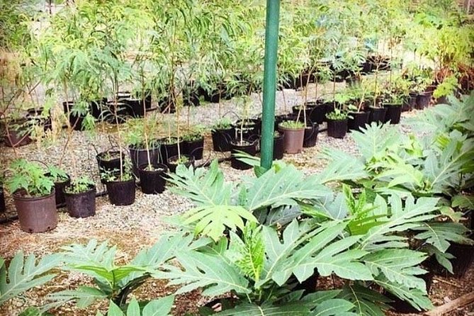 Kualoa Ranch - Kualoa Grown Tour - Flower gardens and ranch farming lessons you can actually use