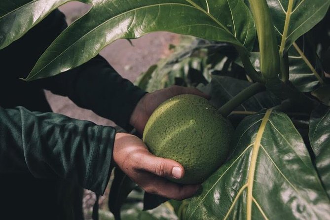 Kualoa Ranch - Kualoa Grown Tour - Price and value: when $67.24 feels fair vs. when it won’t
