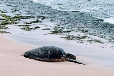 Luxury Oahu Island Tour, Private and Customizable (4 adults max) - Your day plan: how the customizable stops really work