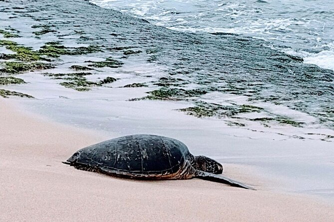 Luxury Oahu Island Tour, Private and Customizable (4 adults max) - Your day plan: how the customizable stops really work