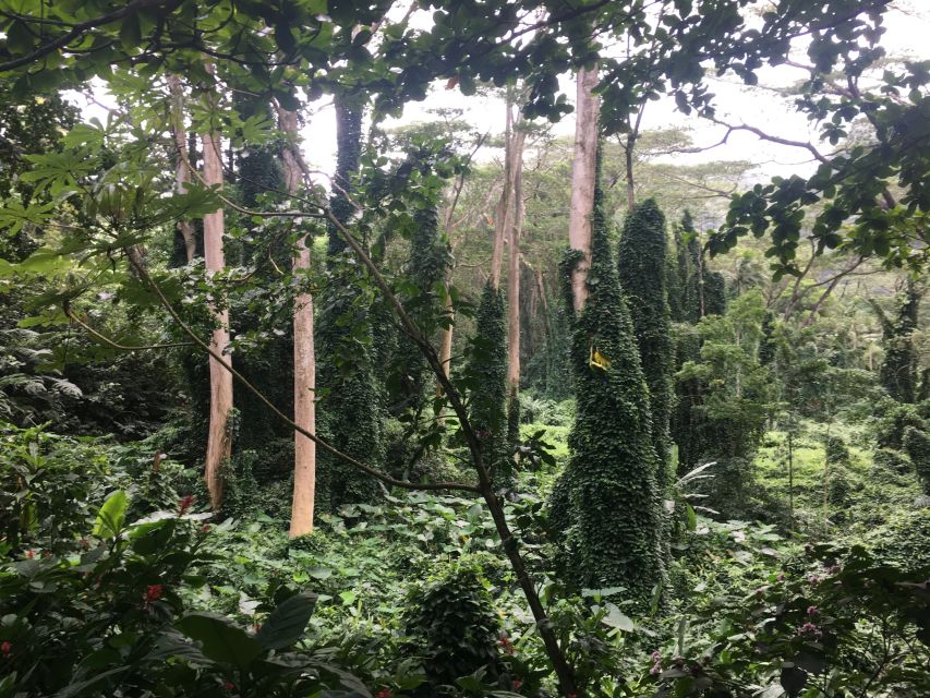 Manoa Falls eBike to Hike - Climbing with the e-bike: why the elevation doesn’t have to ruin the day
