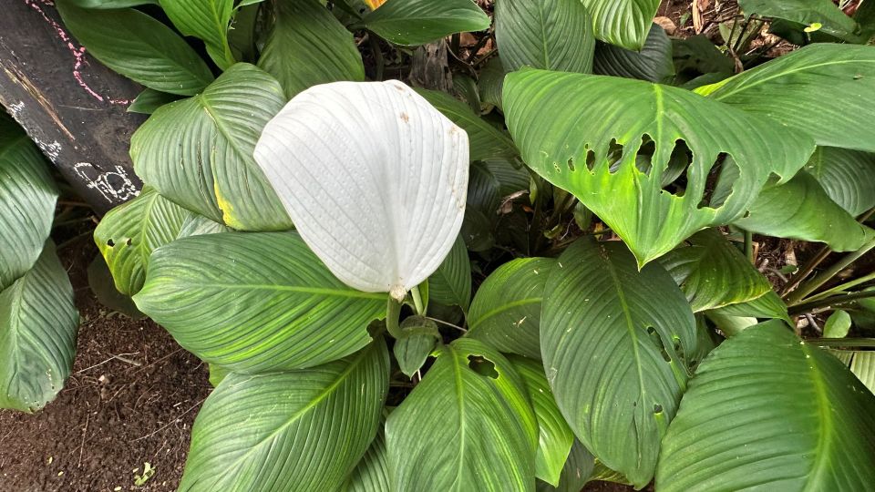 Manoa Falls eBike to Hike - The waterfall moment: what to expect when flow is light