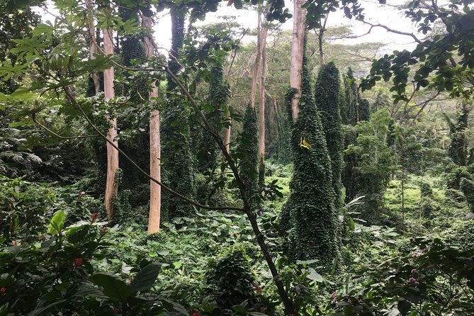 Manoa Falls-Electric Bike to Hike Experience Local meal included - Getting Fed: Snacks, Bottled Water, and a Local Lunch