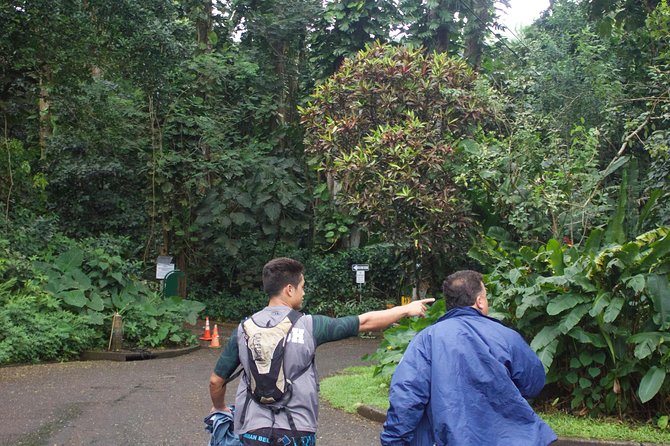 Manoa Falls Rainforest & Self-Guided Hike - The trail reality: uneven rocks, stairs, and a gentle-but-real climb