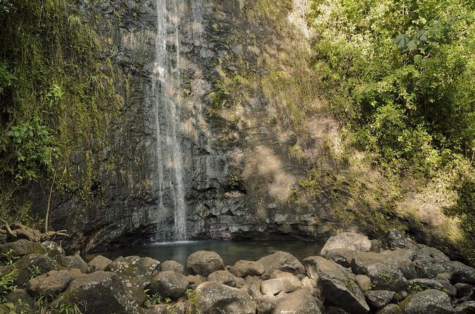 Manoa Waterfall Hike with Waikiki Pickup & Healthy Lunch - Key things I think make this tour worth your time