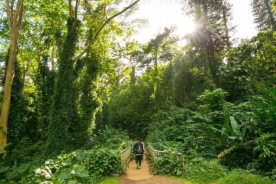 Manoa Waterfall Hike with Waikiki Pickup & Healthy Lunch - Manoa Falls: the photo stop, the reality of rain, and what to do