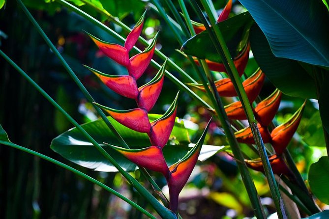 Manoa Waterfall Hike with Waikiki Pickup & Healthy Lunch - Should you book this Manoa Falls tour?