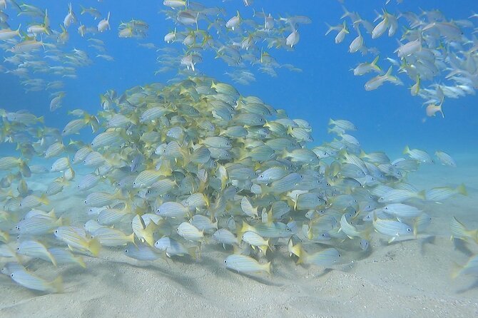 Marine Ecology Snorkel from Electric Beach Oahu with Photos - A Marine Biologist Turns Kahe Point Into a Classroom
