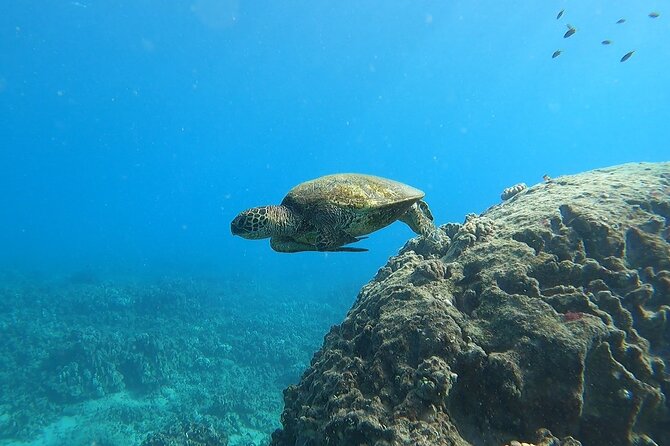 Marine Ecology Snorkel from Electric Beach Oahu with Photos - Price and what you’re actually paying for