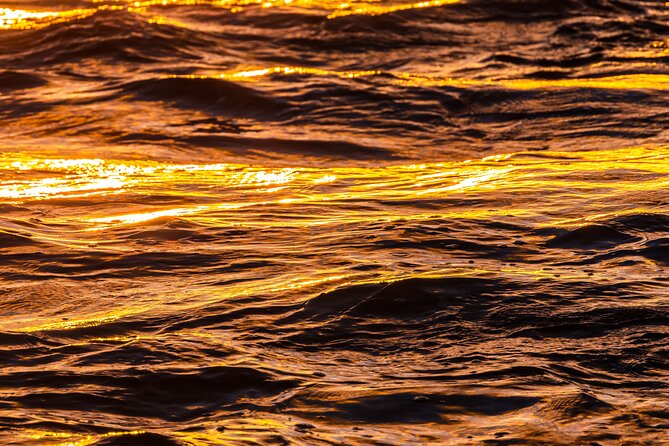 Moana’s Luxury semi-private Sunset Cruise on Nalu - The Wildlife Angle: Dolphins, Turtles, Flying Fish, and Possible Whales