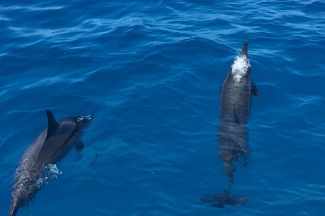 Moana’s VIP Waikiki Turtle Snorkeling Experience on Nalu - Wildlife watching beyond turtles: whales, dolphins, and clear water moments