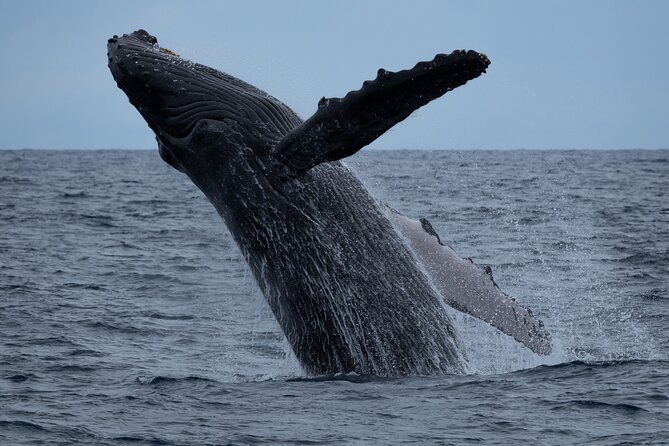 Moana’s Waikīkī Whale Watching Exploration - Key Things I’d Book This For