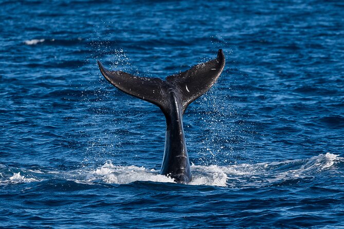 Moana’s Waikīkī Whale Watching Exploration - Diamond Head Stop: Where the Scenery Meets the Search