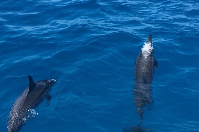 Moana’s Waikīkī Whale Watching Exploration - Onboard Comfort: What You Get and What Costs Extra