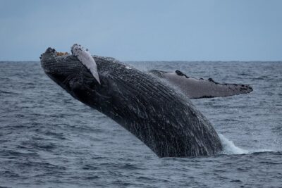 Moana’s Waikīkī Whale Watching Exploration - The Real Game Plan: Winter Humpbacks and South Shore Sight-Spotting