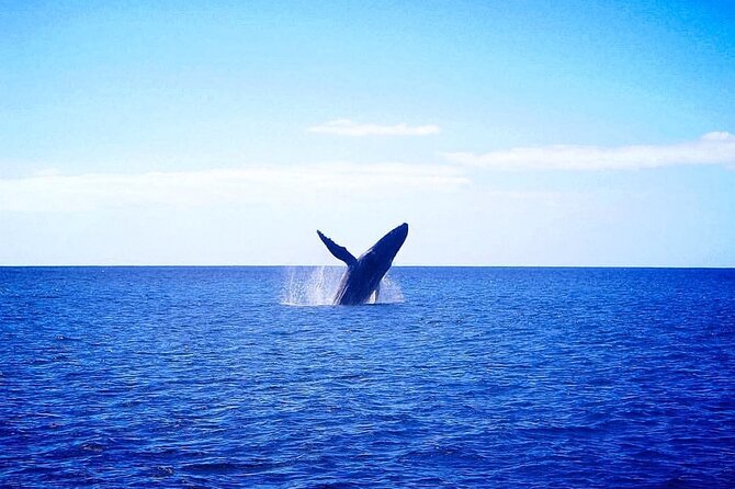 Moana’s Waikīkī Whale Watching Exploration - The Crew Factor: Spotting Is Part of the Product